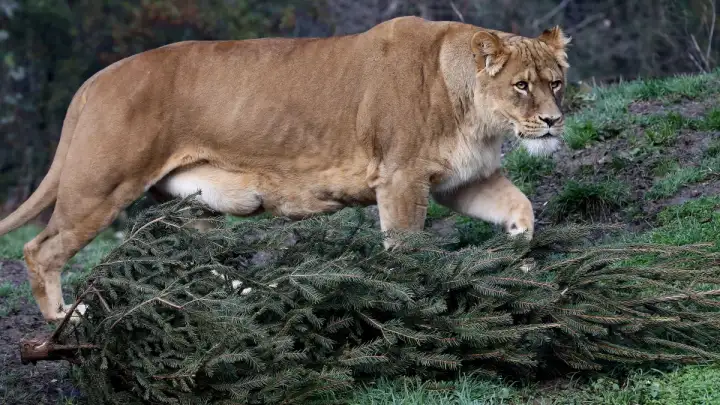 ZOO: U Zagrebu se okotila prva dva kineska leoparda u Europi ove godine